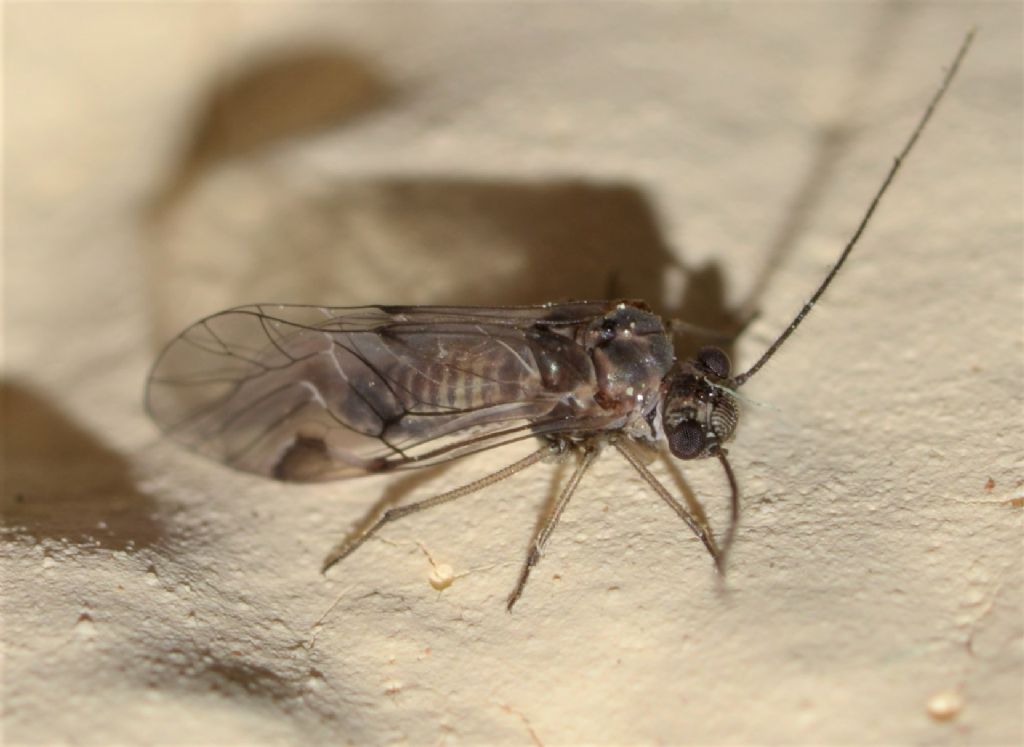 fam. Mesopsocidae